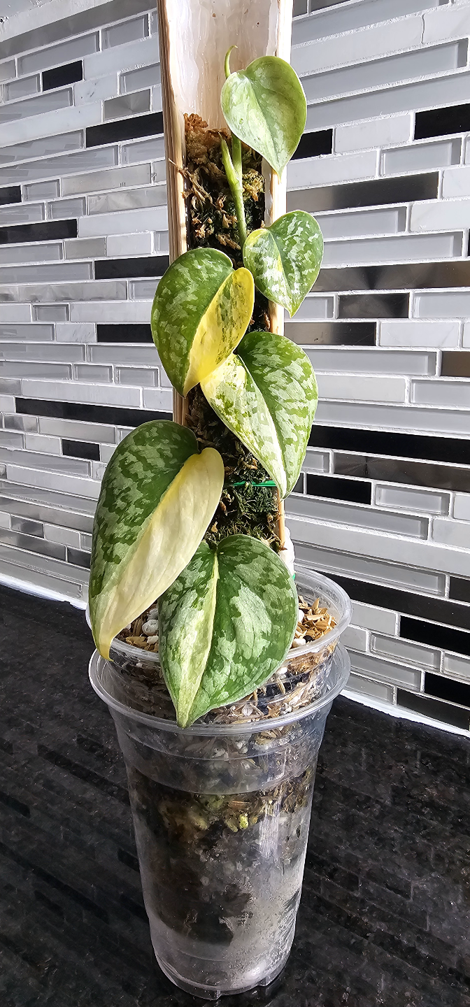 Scindapsus Exotica 'Geulis'