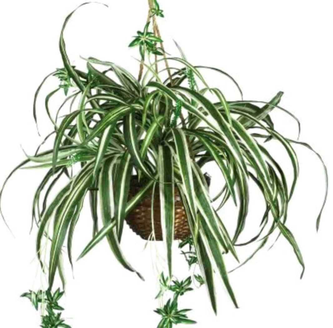 Spider Plant Seedlings - photo 2