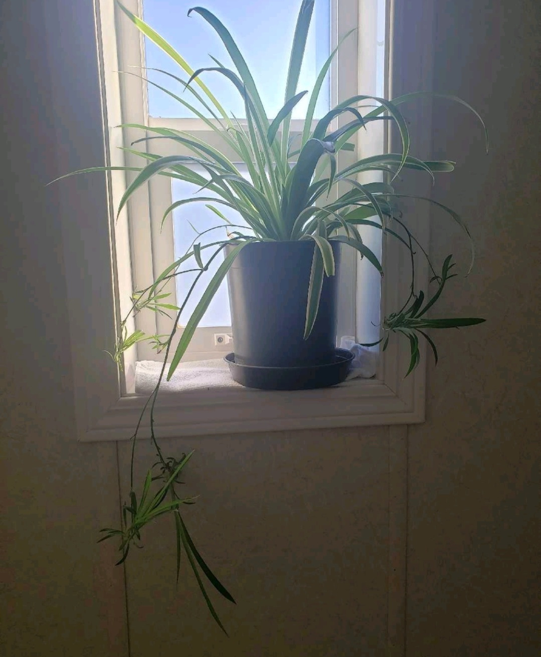 Spider Plant Seedlings - photo 3