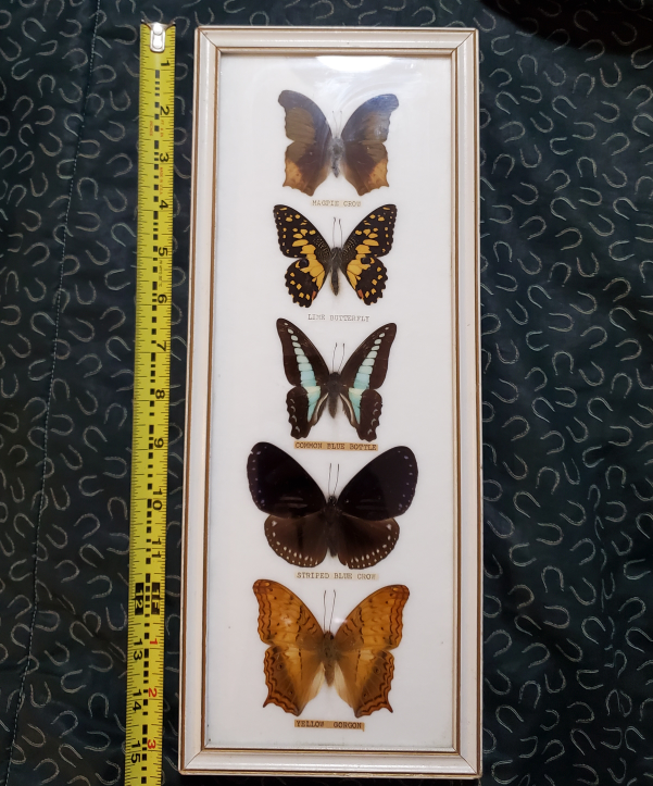 Butterflies