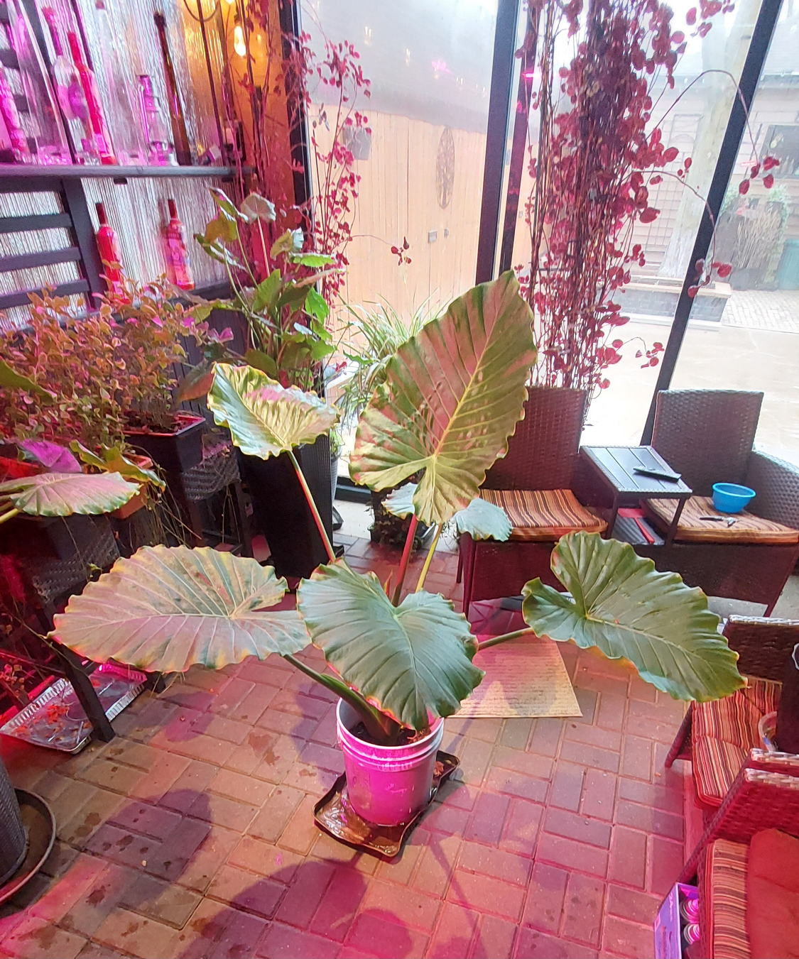 Large Alocasia Frydek Plant