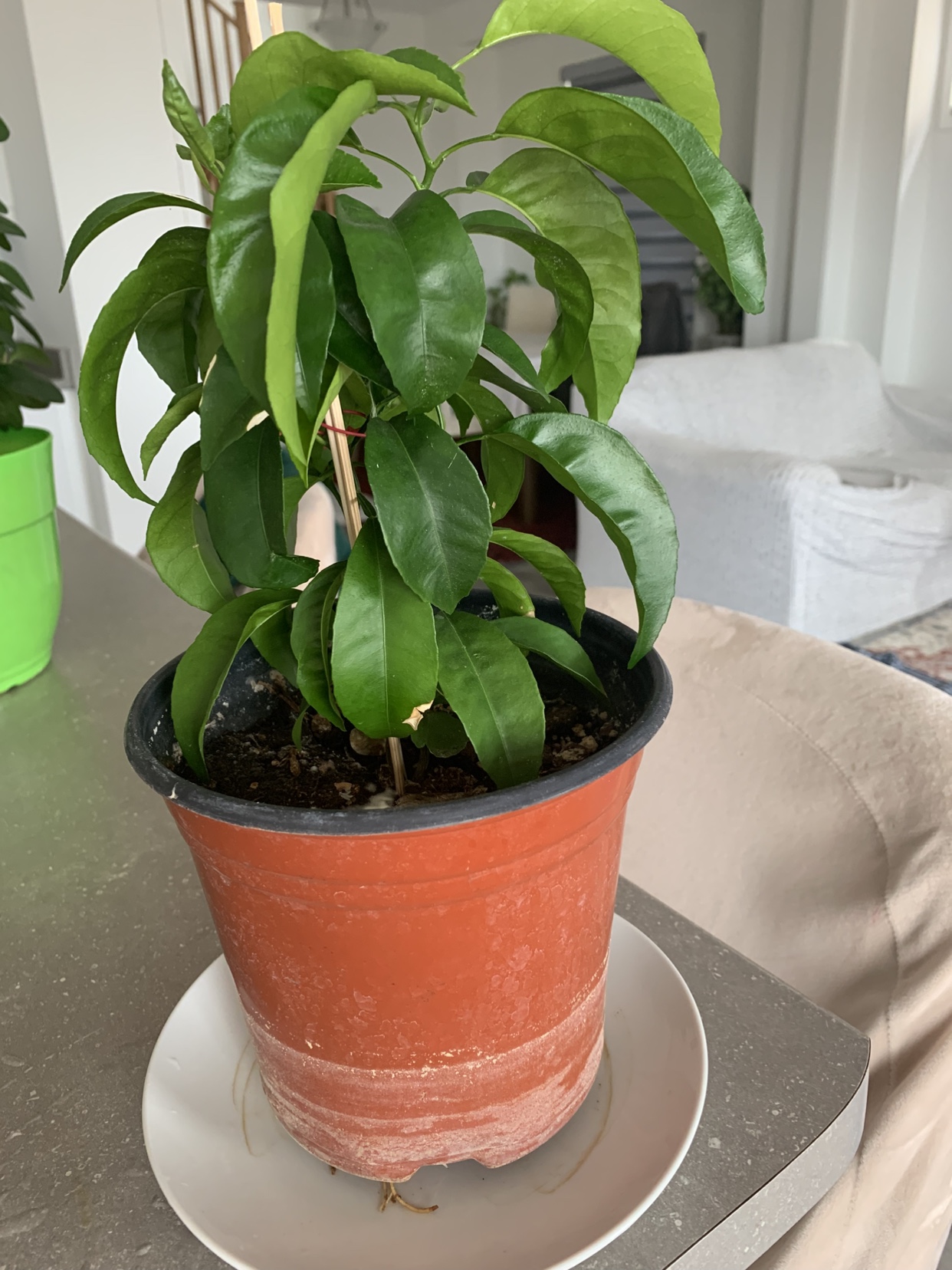Orange tree - photo 4