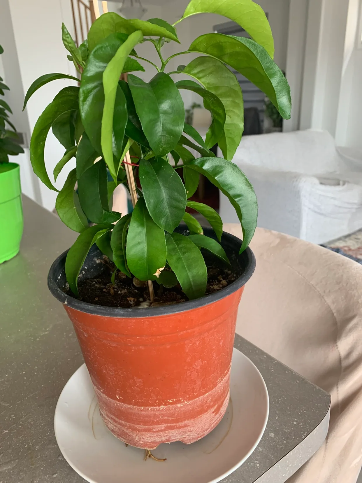 Orange tree image indicator(4)