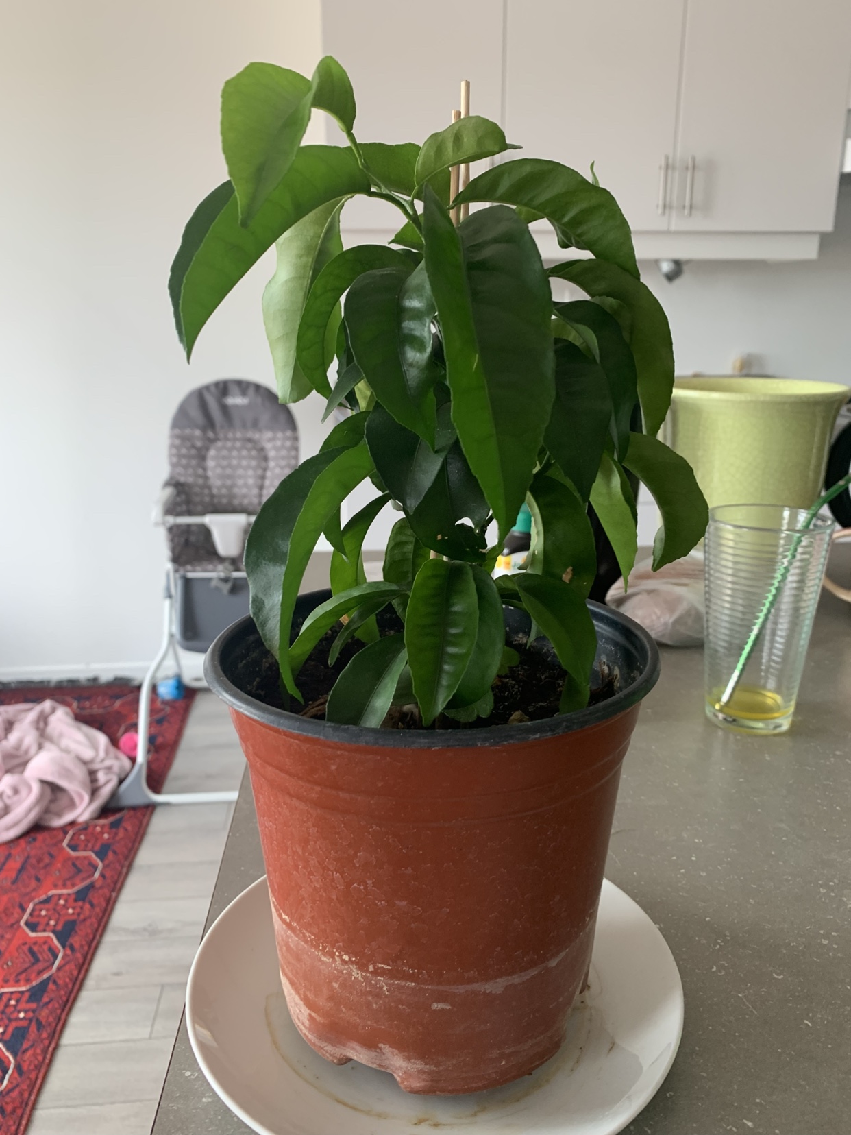 Orange tree