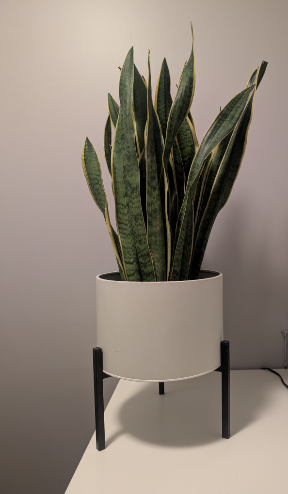 Large Snake Plant in Stylish Pot