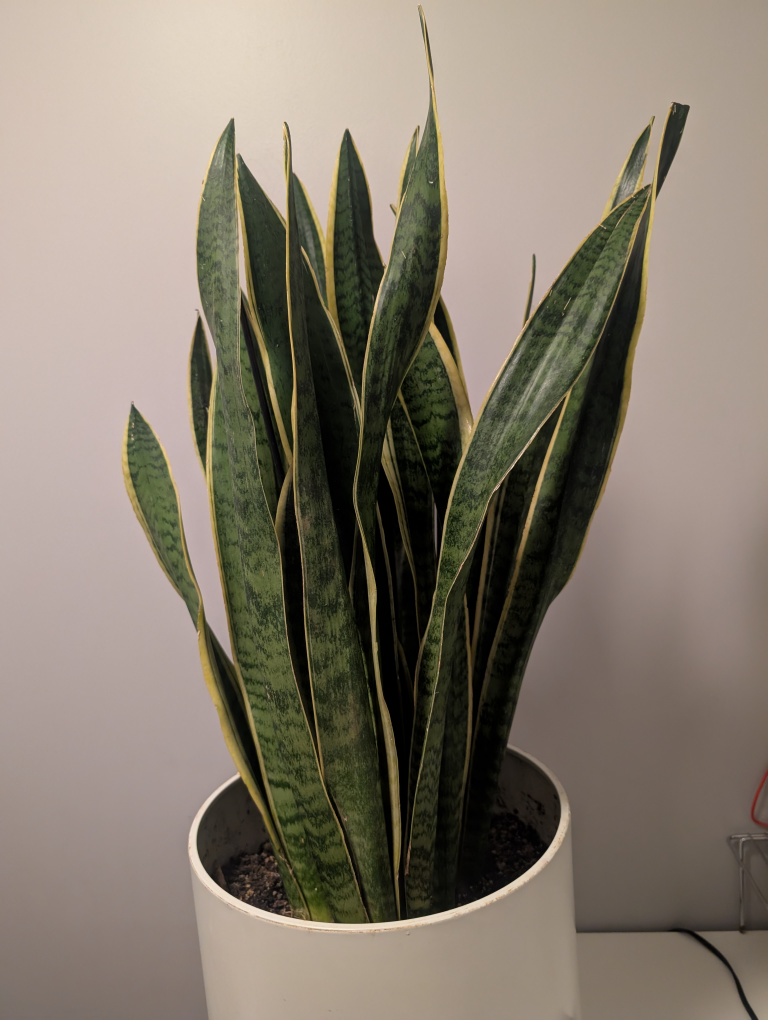 Large Snake Plant in Stylish Pot - photo 2