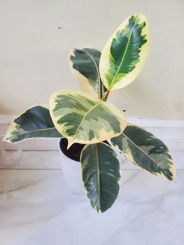 Rubber Plant - Variegated Ficus Elastica thumbnail