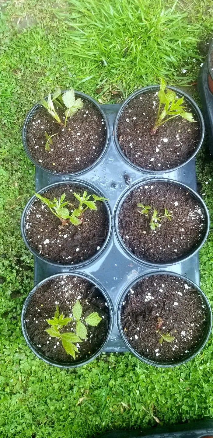 Raspberry Plants image indicator(3)