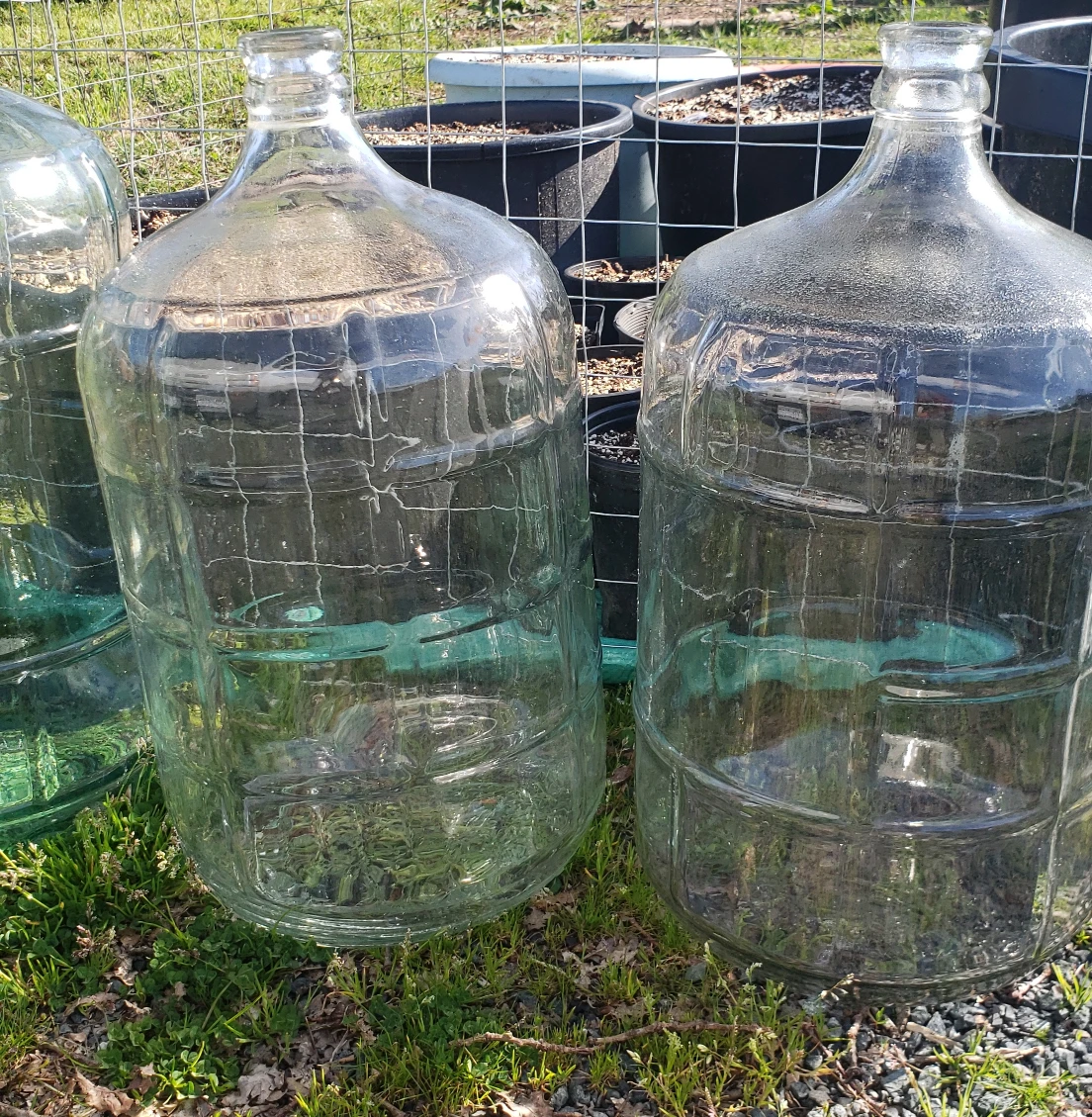 glass carbouy swear jar $25 each - photo 3