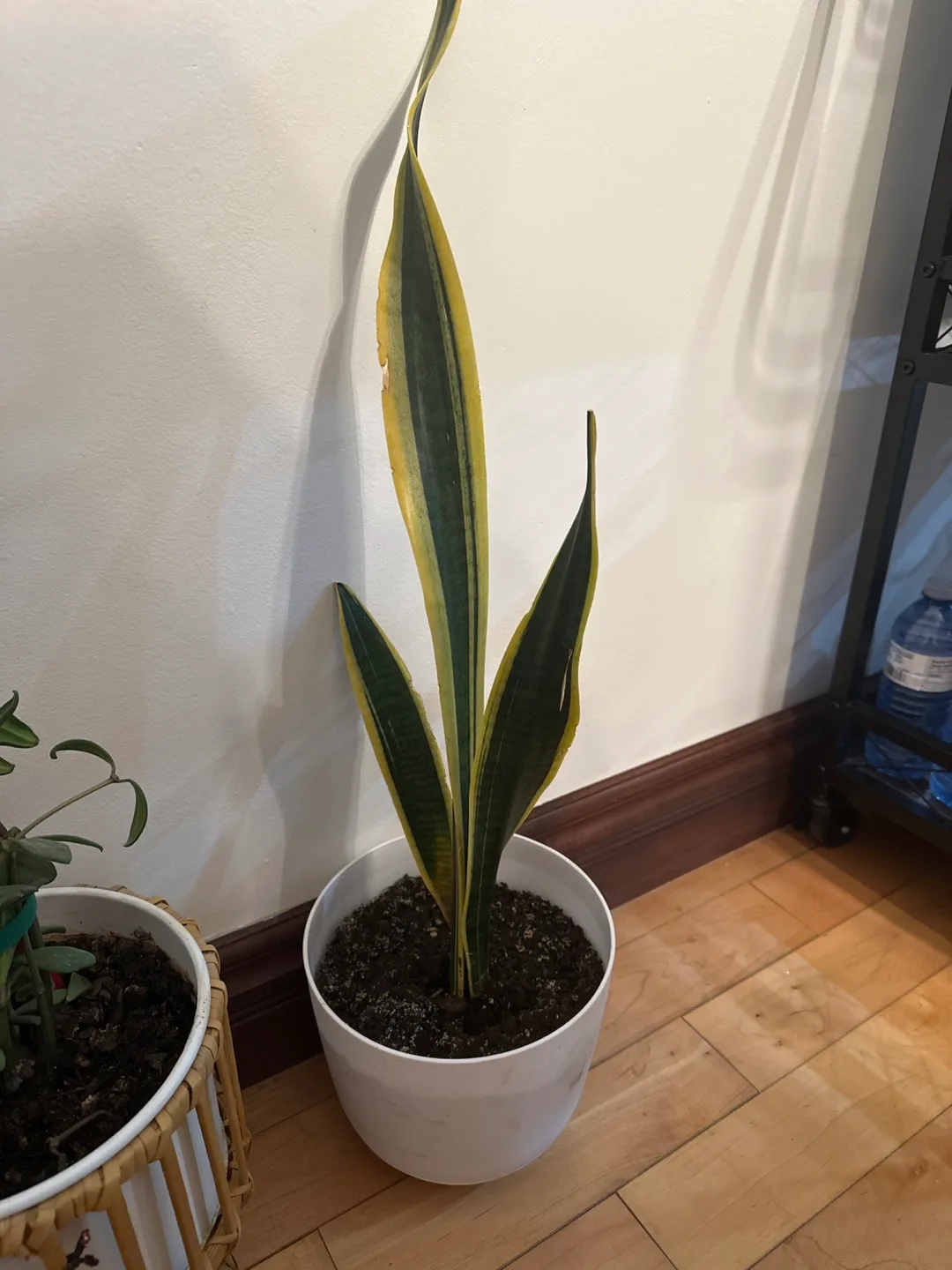 Snake Plant in White Pot