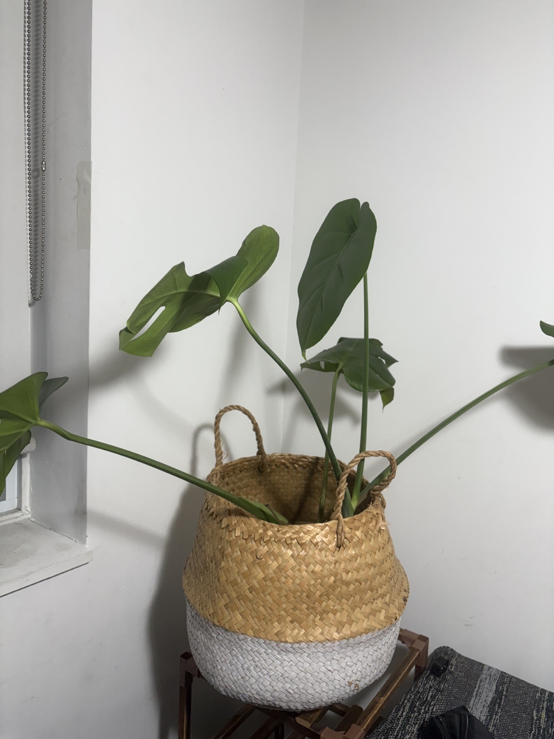 Monster plant in Large Woven Plant Basket - Two-Tone - photo 2