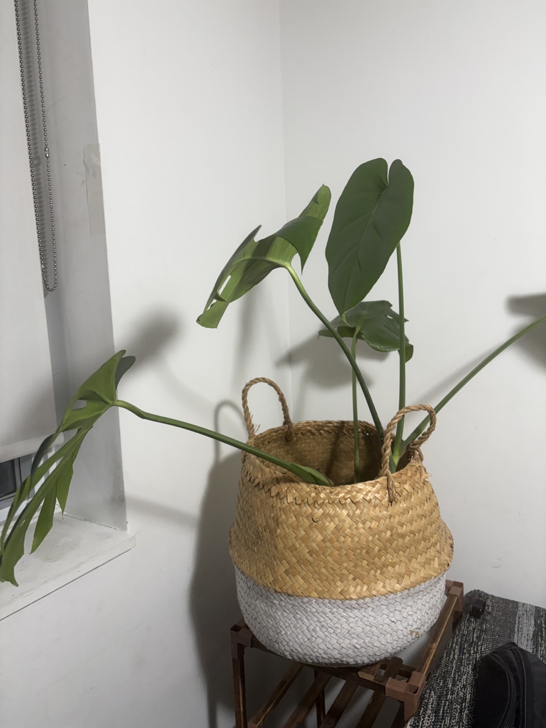Monster plant in Large Woven Plant Basket - Two-Tone