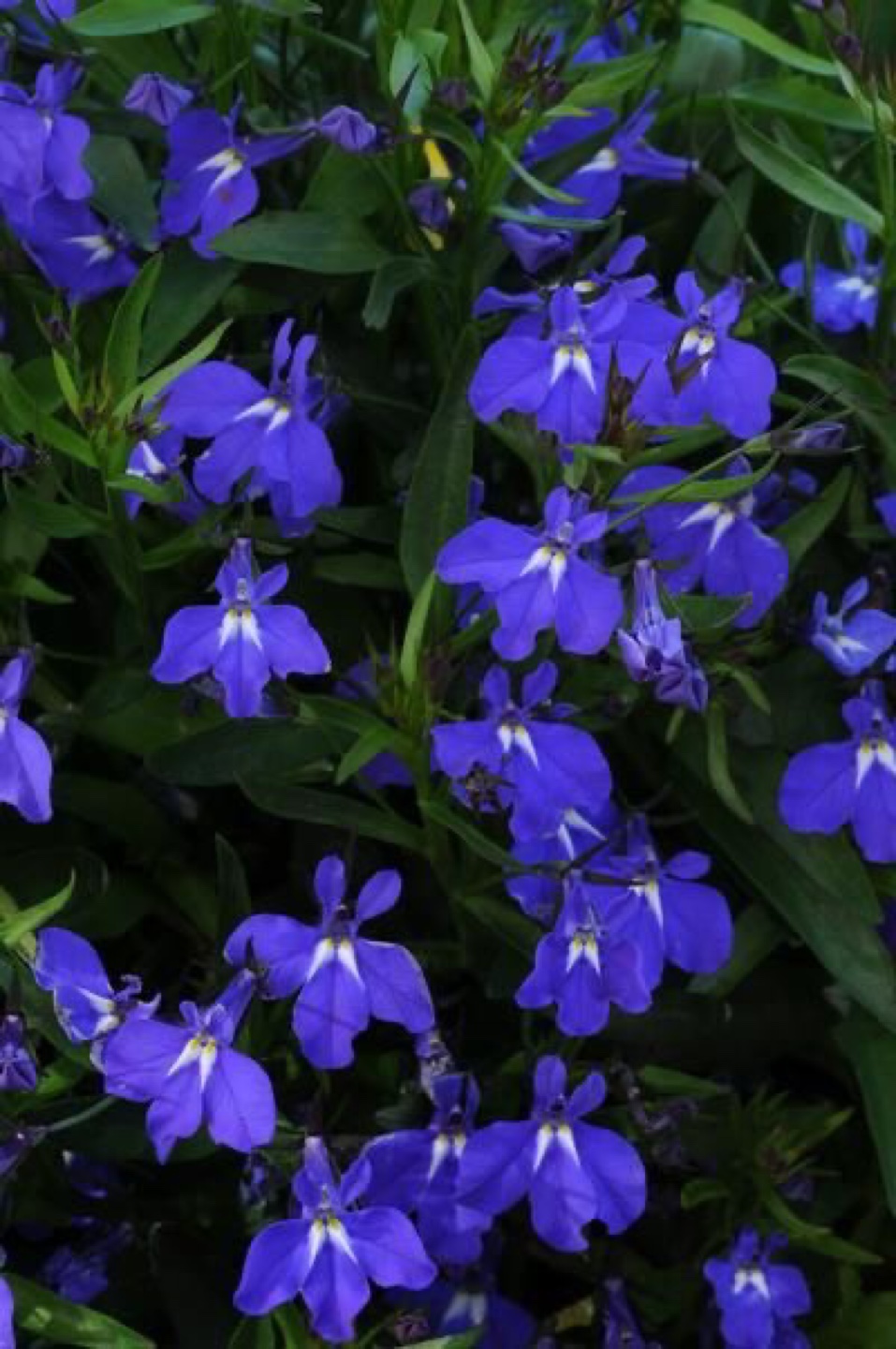 Trailing Lobelia Seedlings ready to plant