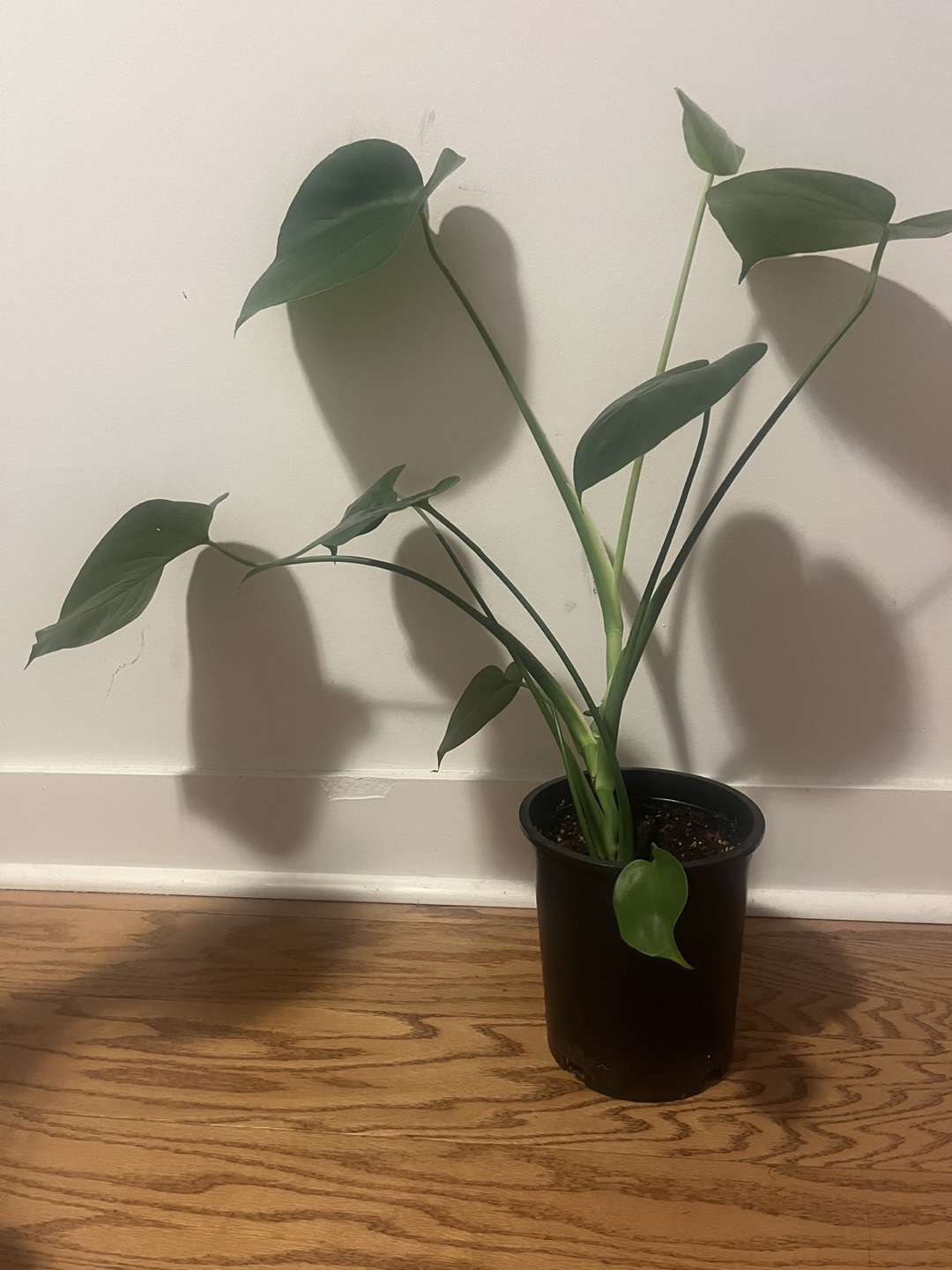 Monstera deliciosa plant