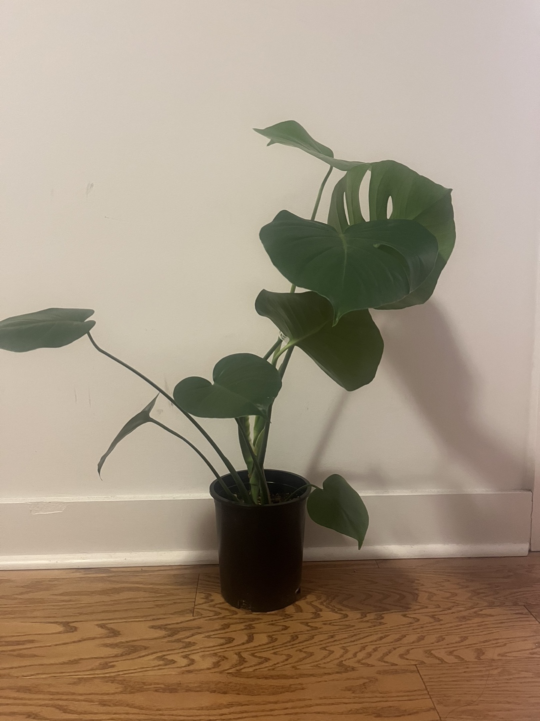 Monstera deliciosa plant - photo 3