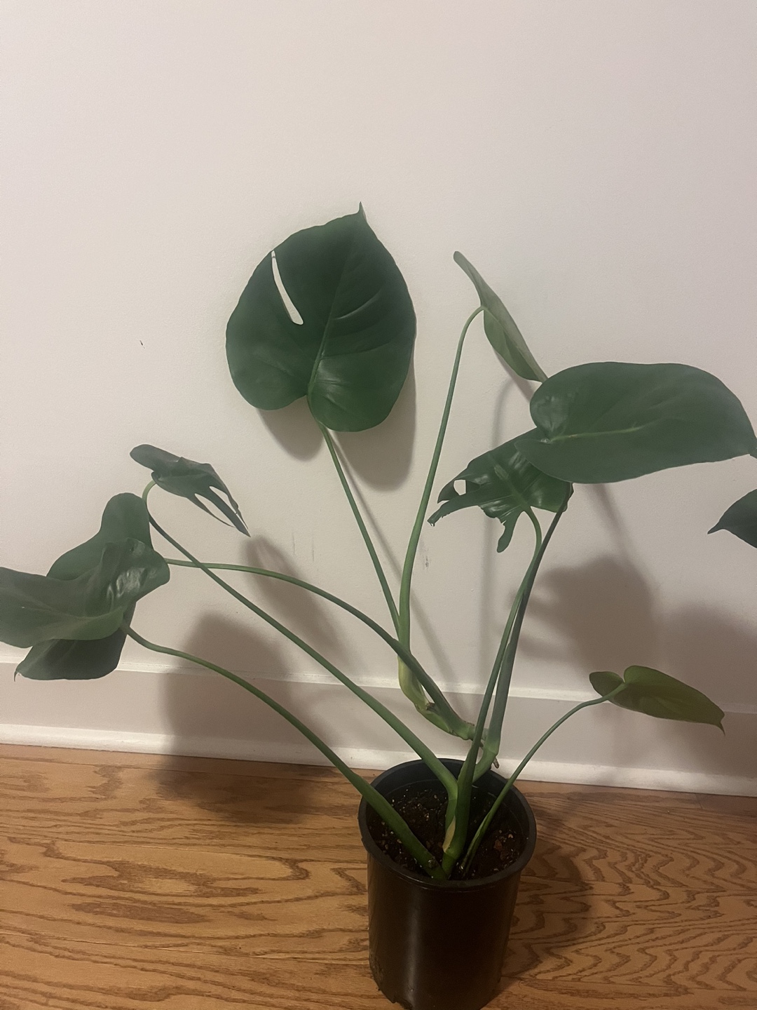 Monstera deliciosa plant - photo 2