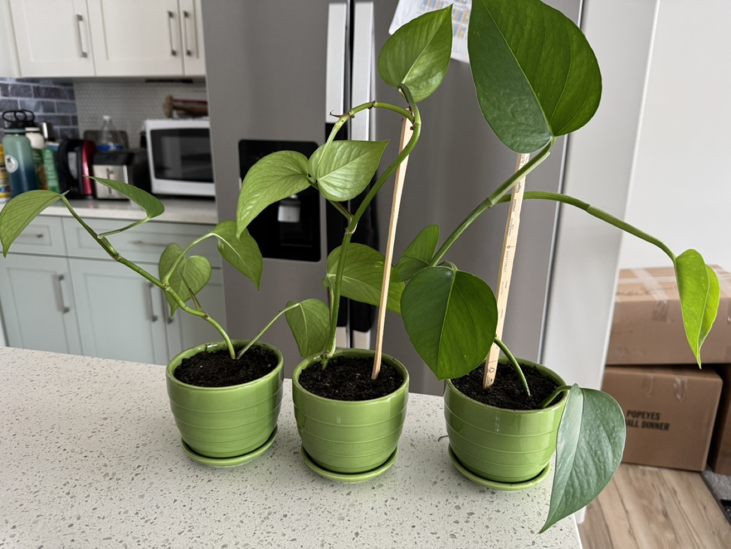 Three healthy Pothos plants in green pots - photo 3