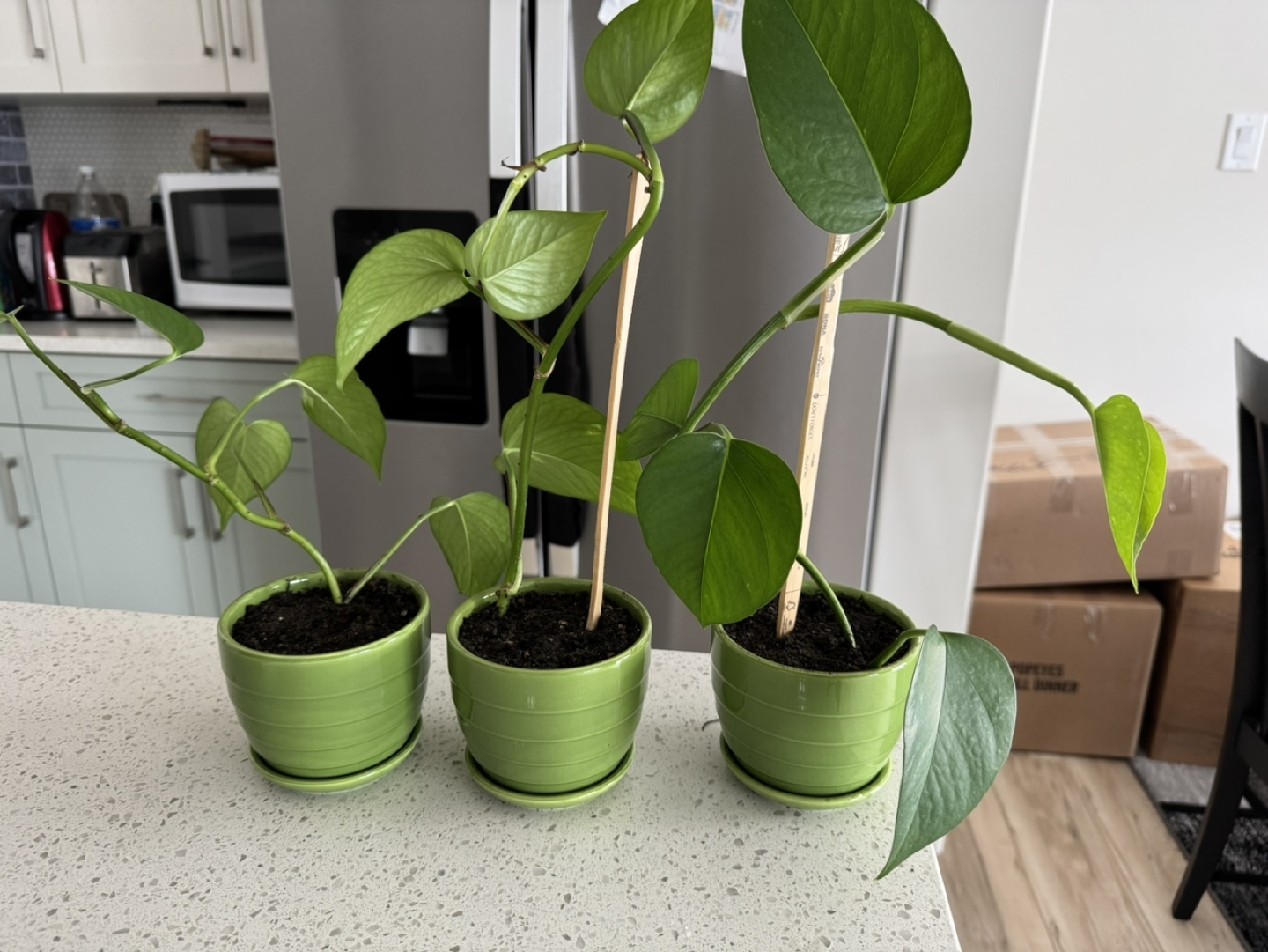 Three healthy Pothos plants in green pots - photo 2