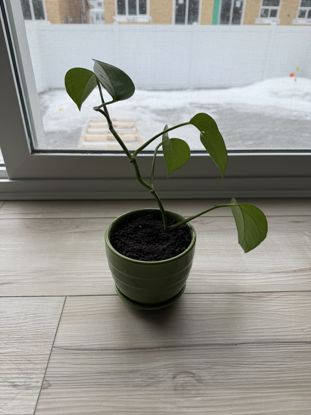 Three healthy Pothos plants in green pots