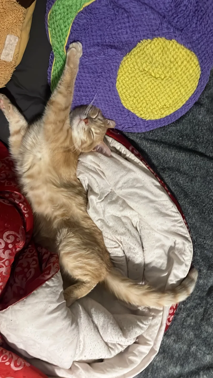 Roommate hunt / search image indicator(4)