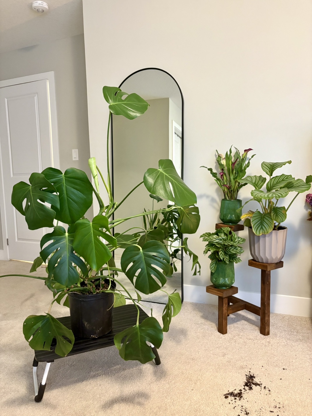 Large Monstera Deliciosa Plant - photo 2