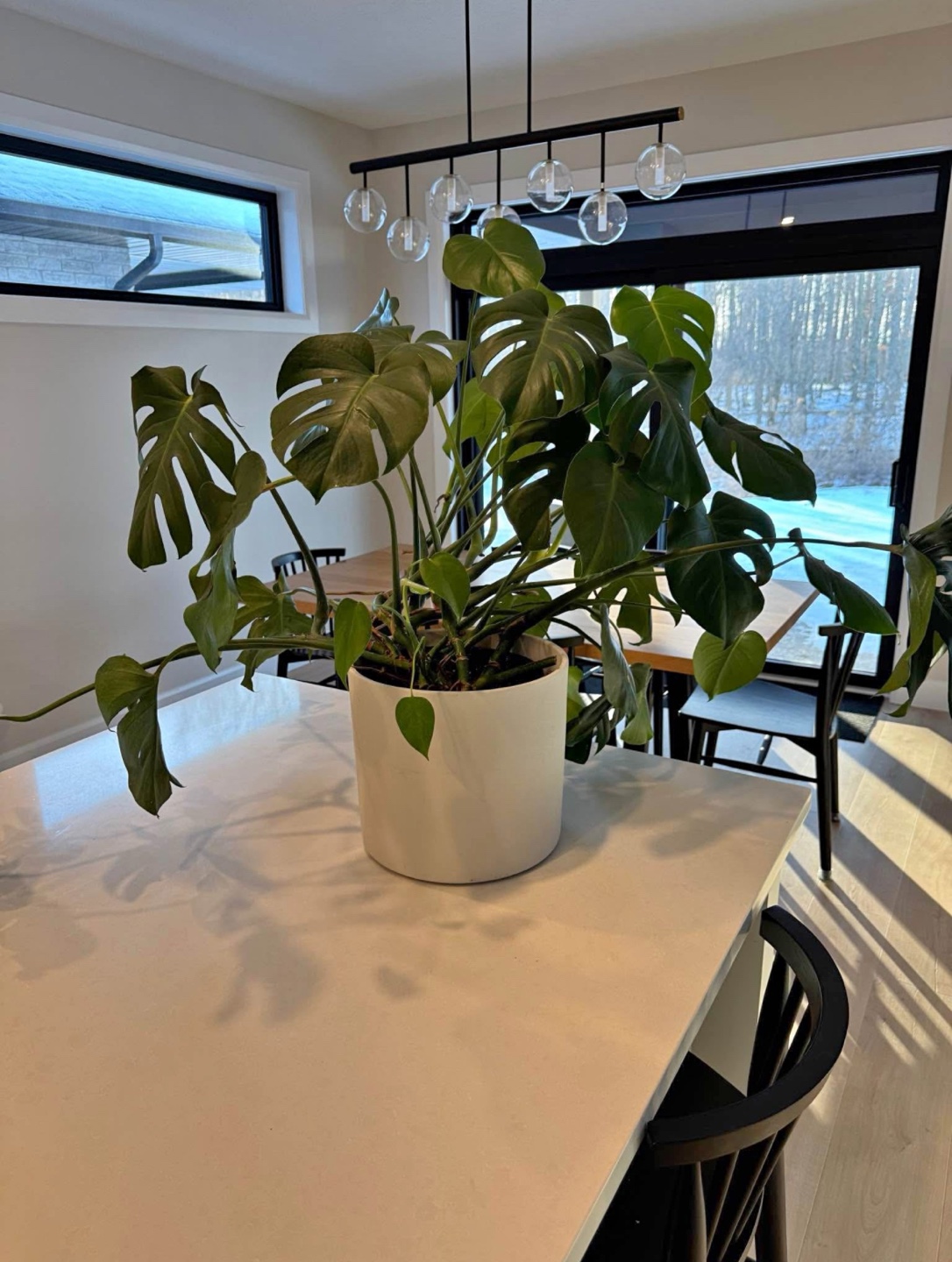 Large Monstera Deliciosa Plant