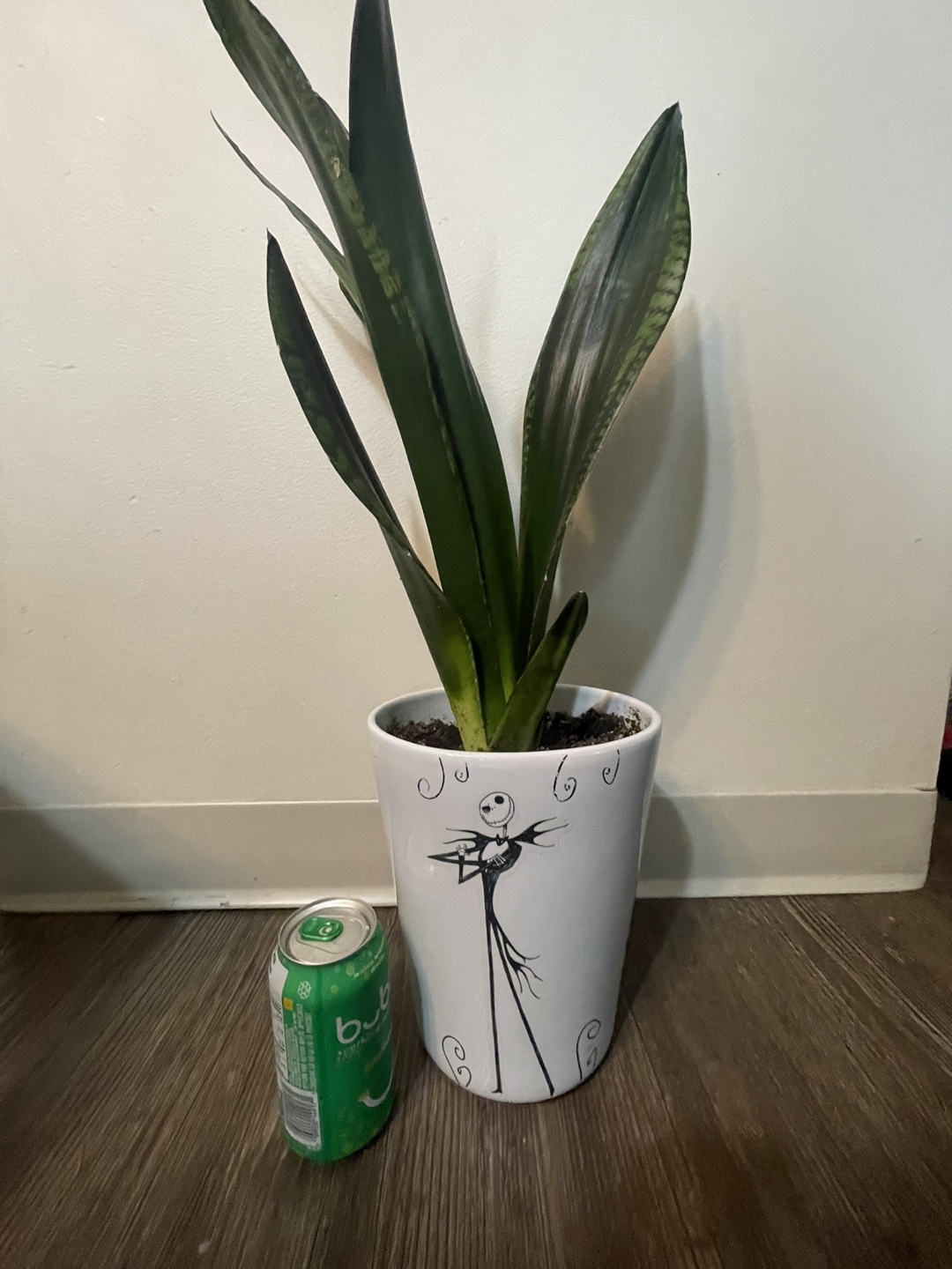 Snake plant - the nightmare before Christmas