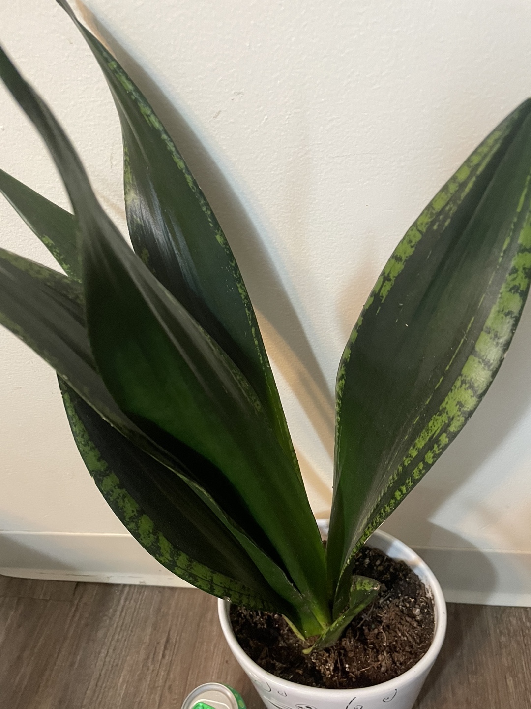 Snake plant - the nightmare before Christmas - photo 2