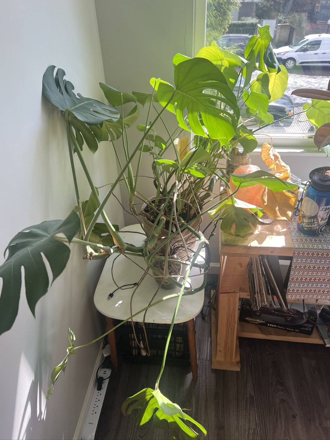 Large Monstera plant - photo 2