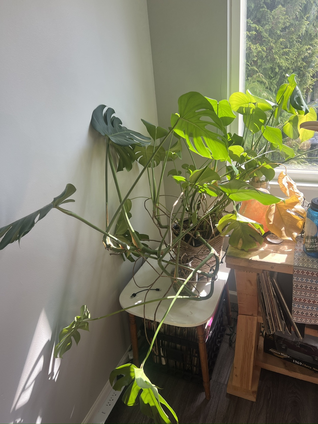 Large Monstera plant
