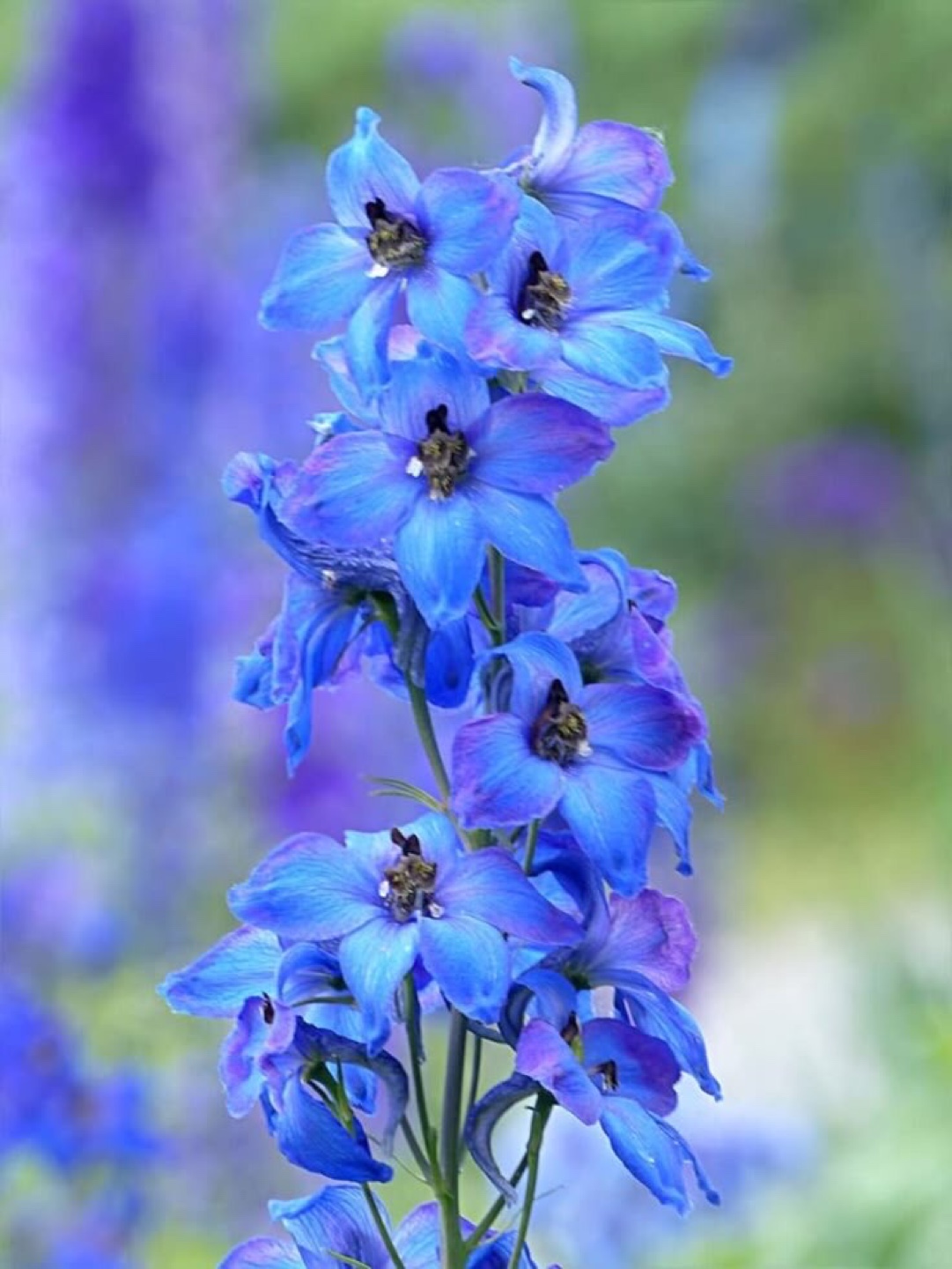 Ready to plant- delphiniums - photo 4