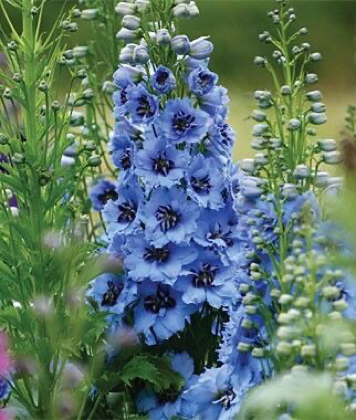 Ready to plant- delphiniums