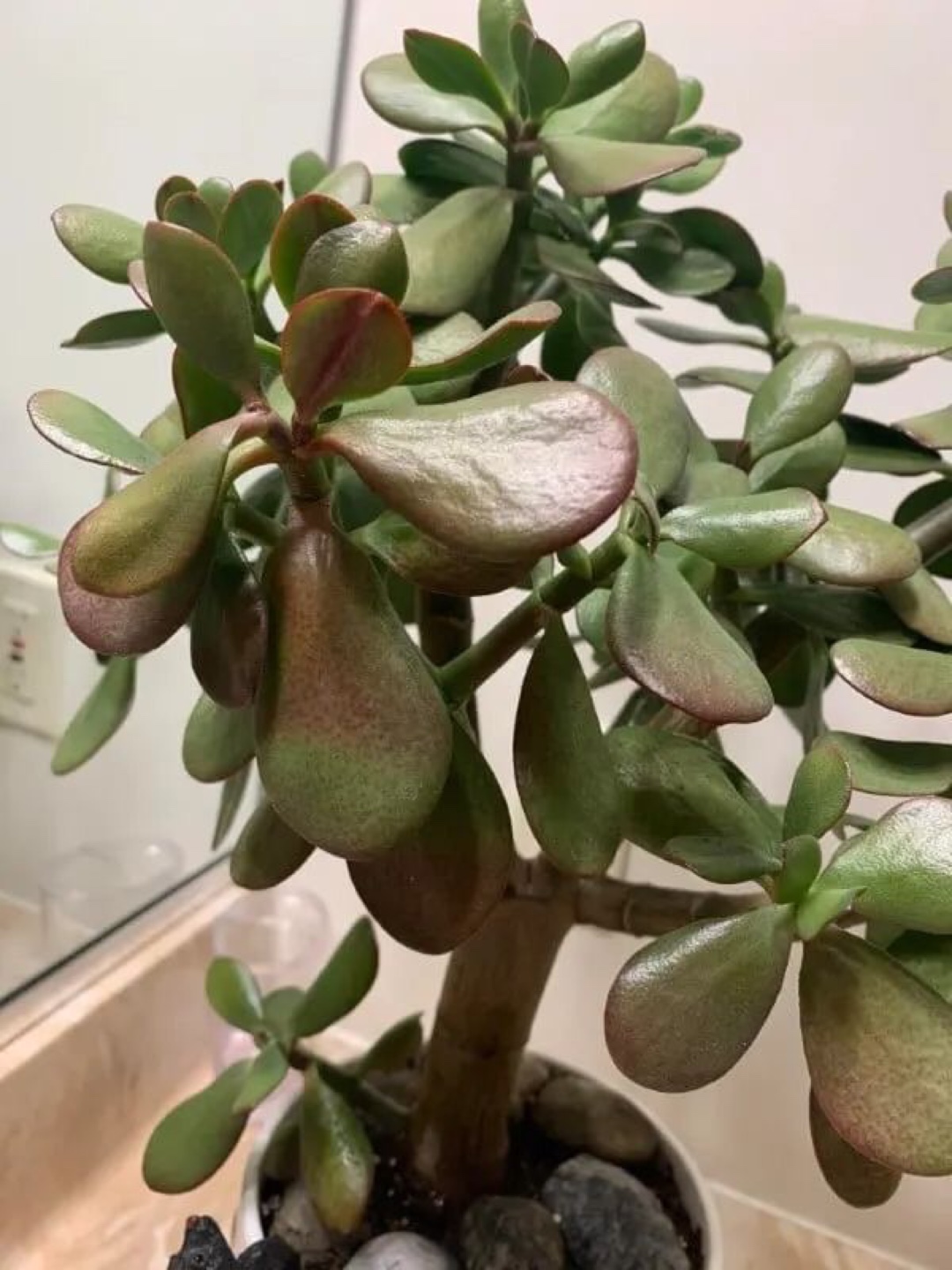 FREE -healthy Jade Plant 🪴
