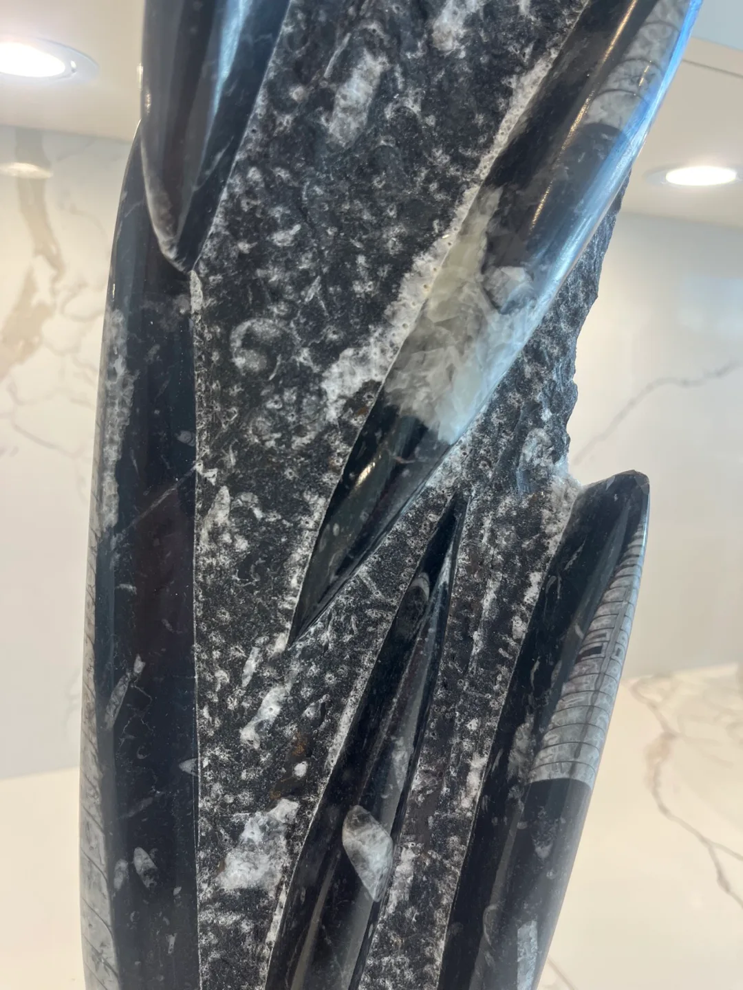 Large Ammonite Fossil image indicator(2)