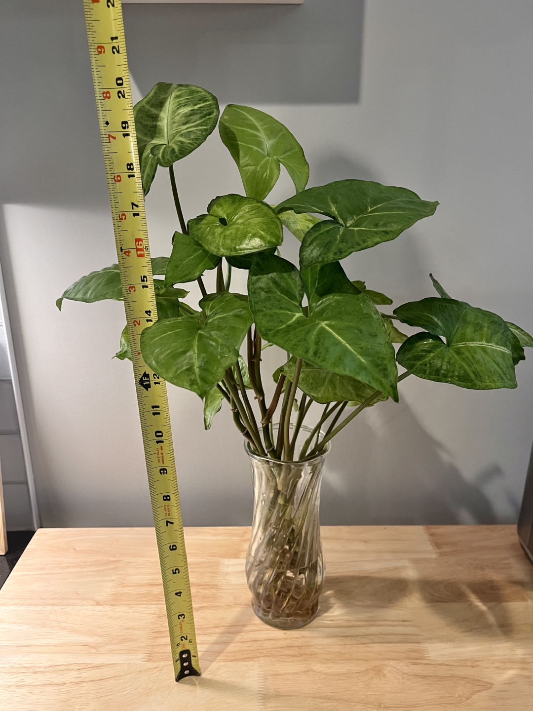 Arrowhead Plant (not including vase)
