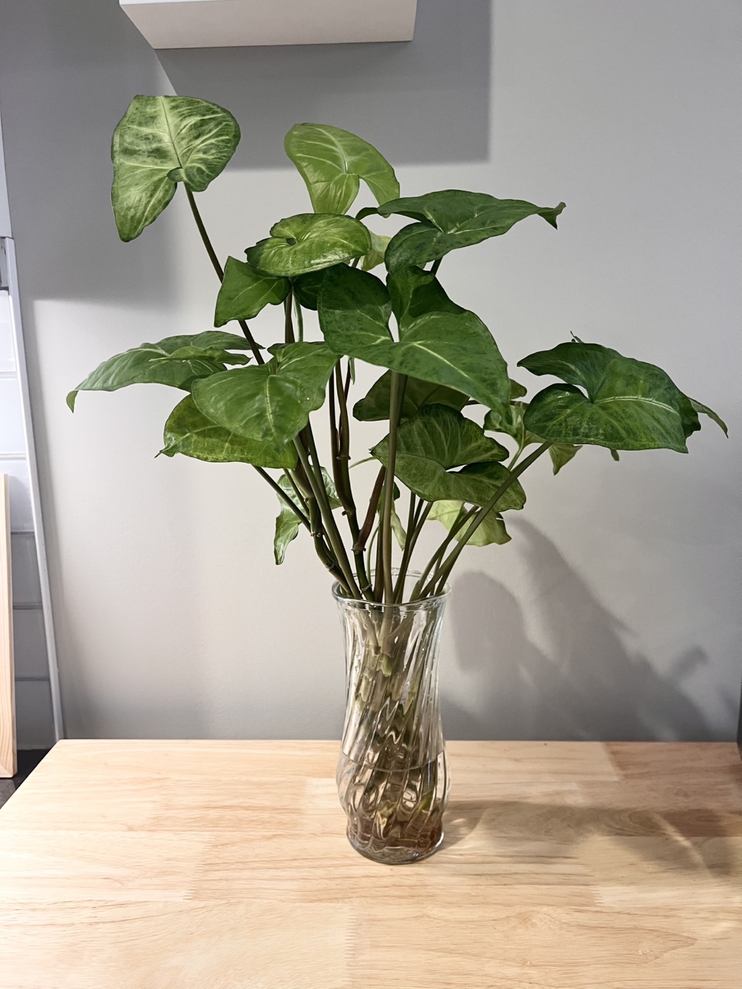 Arrowhead Plant (not including vase) - photo 2