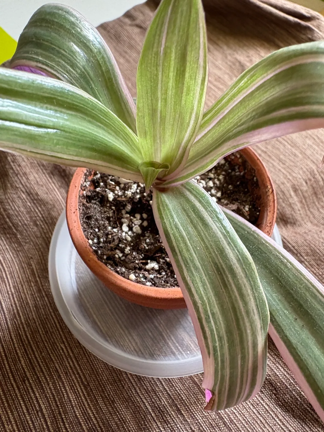 Cute Oyster Plant House Potted Plant - 2.5in Pot 💚 image indicator(3)