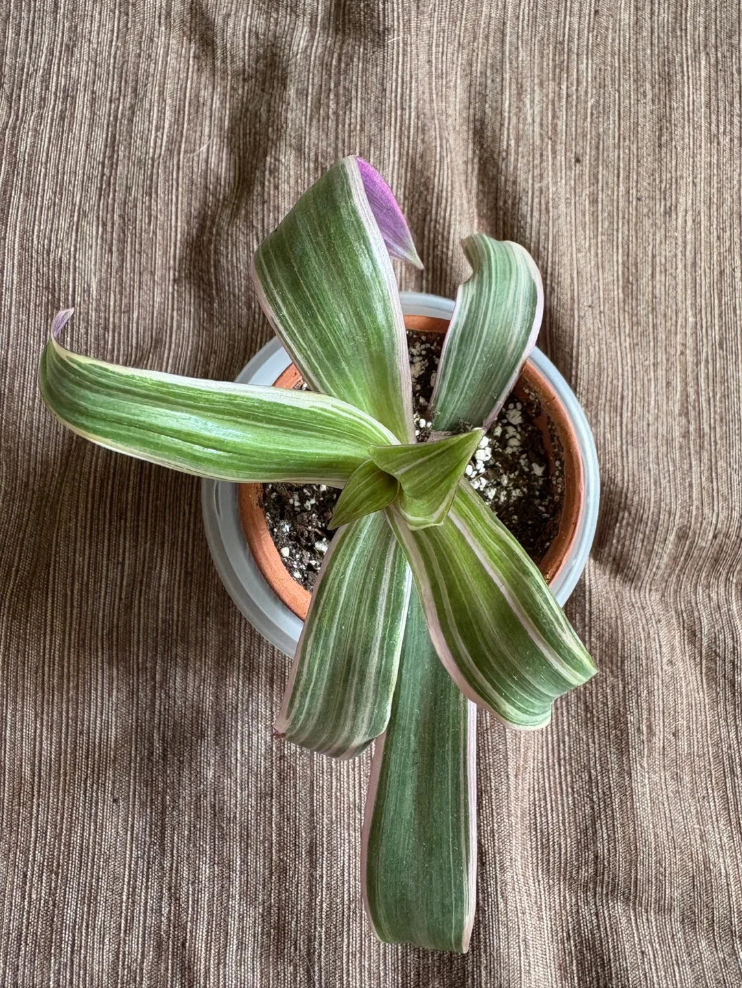 Cute Oyster Plant House Potted Plant - 2.5in Pot 💚 image indicator(2)