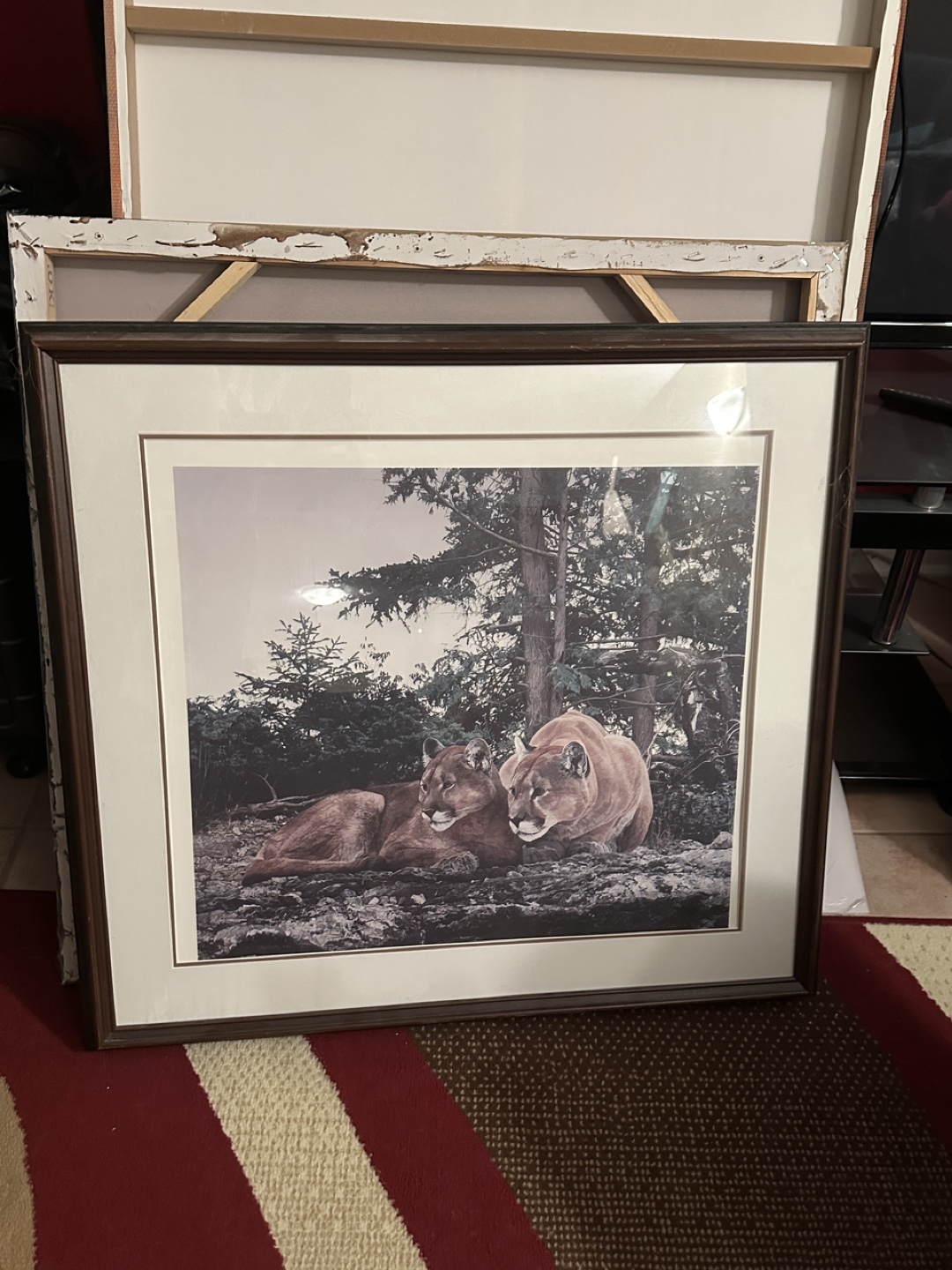 💚Framed Cougar Print