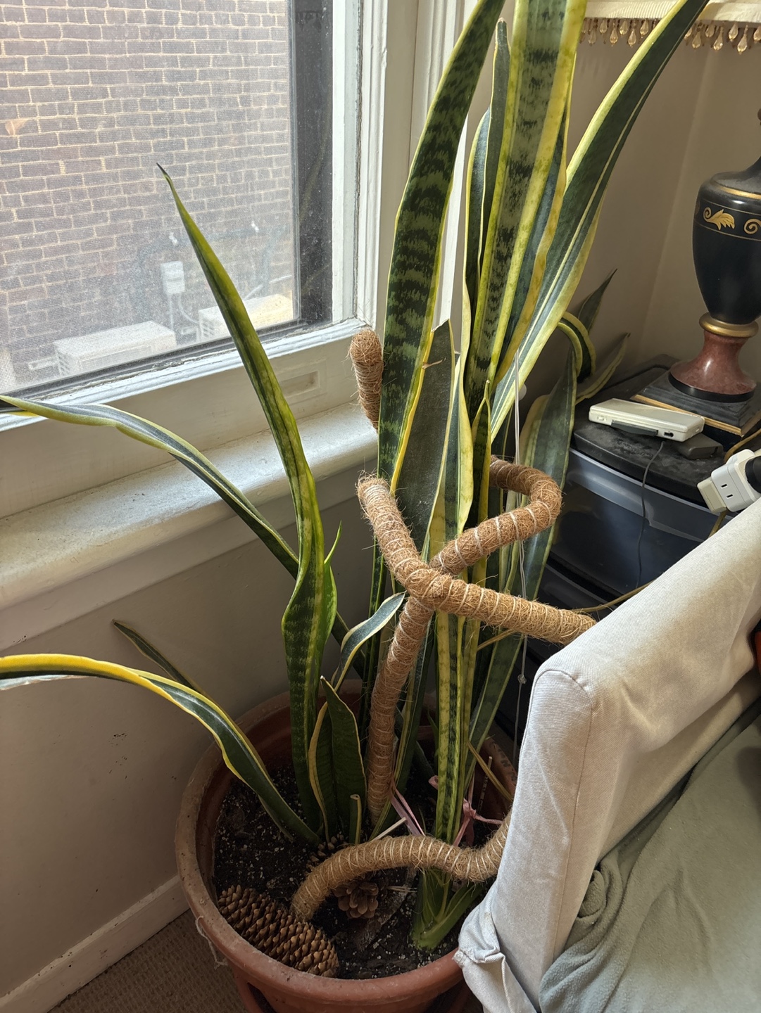 Large Snake Plant with Decorative Support