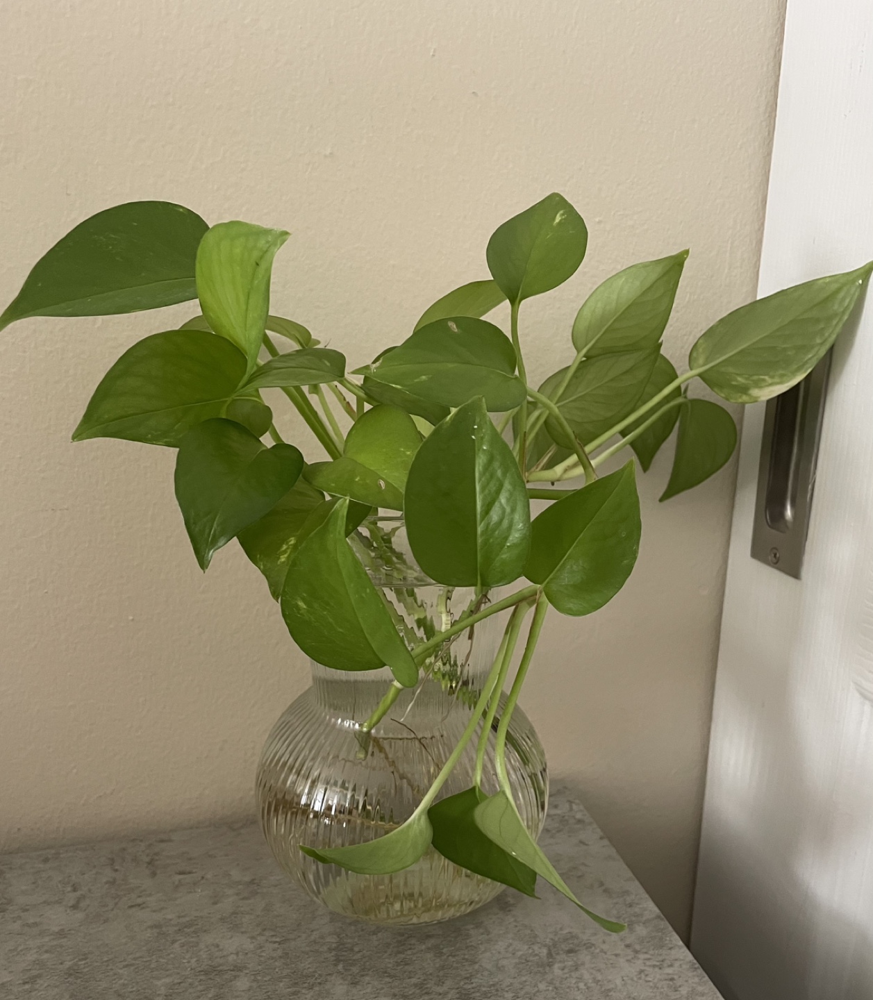 Healthy Pothos Cutting in Glass Vase - photo 3