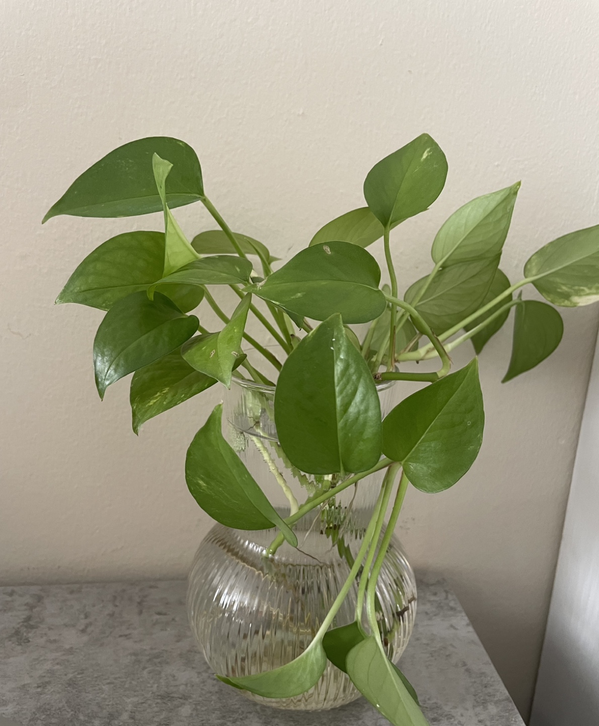 Healthy Pothos Cutting in Glass Vase