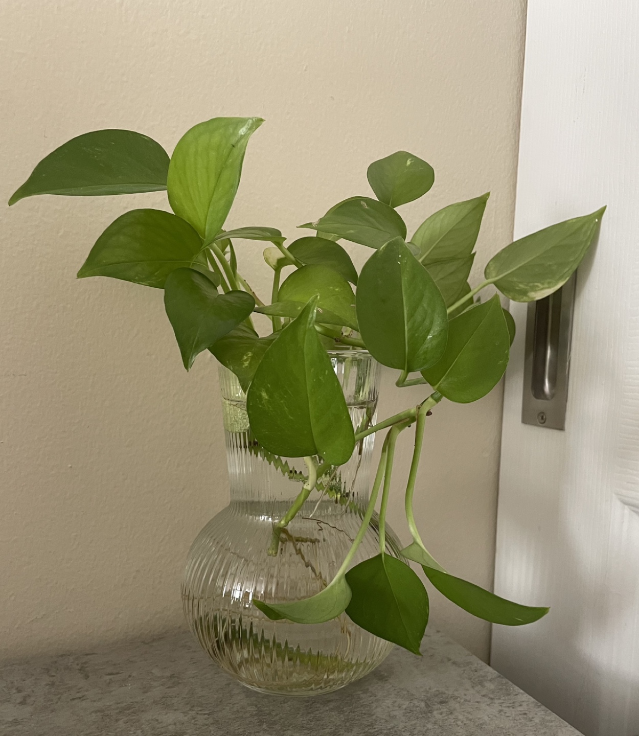 Healthy Pothos Cutting in Glass Vase - photo 2