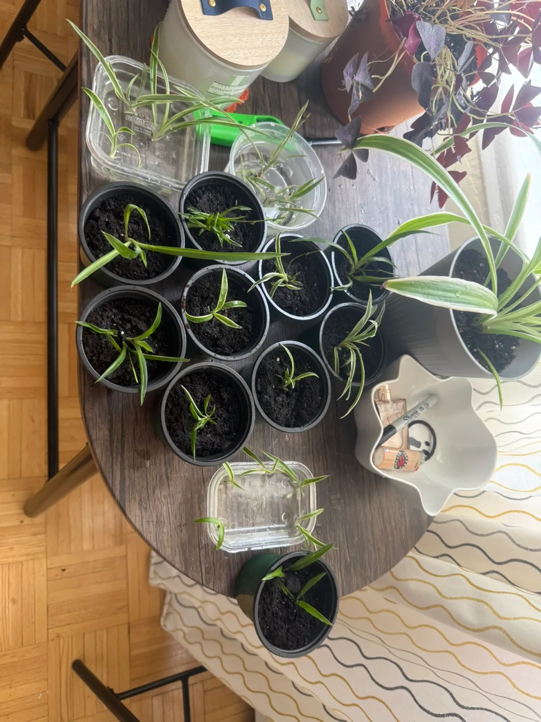 Baby spider plant propagations image indicator(3)
