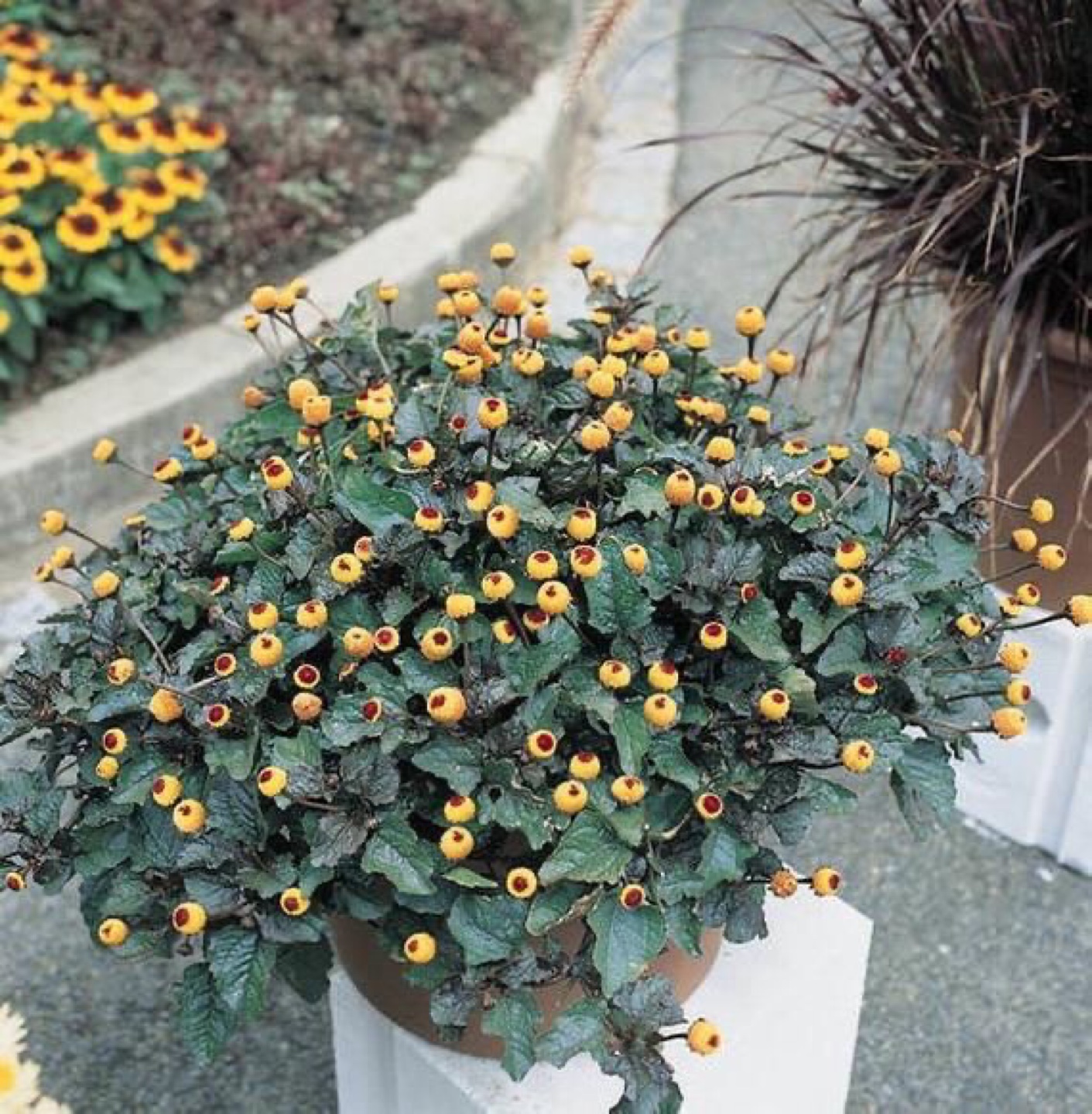 Unique Toothache plant-Electric Daisy' -  Live Plant
