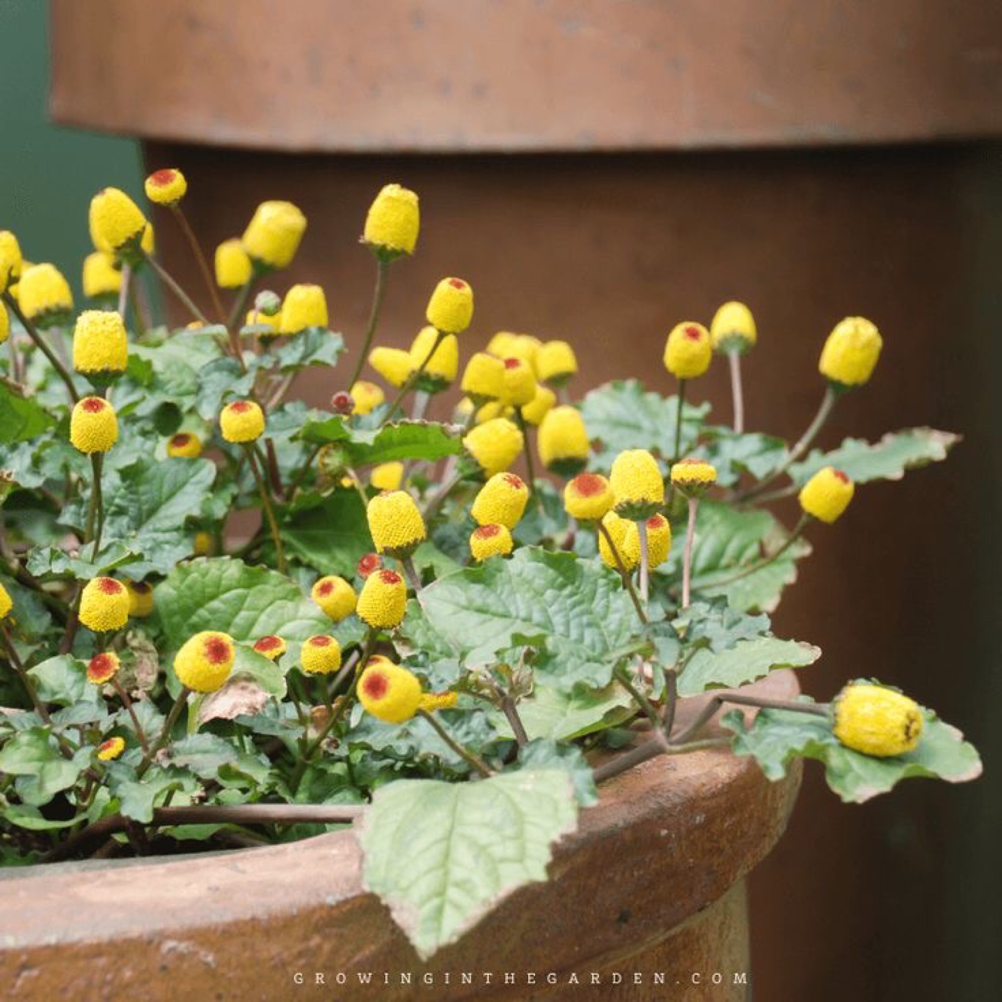 Unique Toothache plant-Electric Daisy' -  Live Plant - photo 5