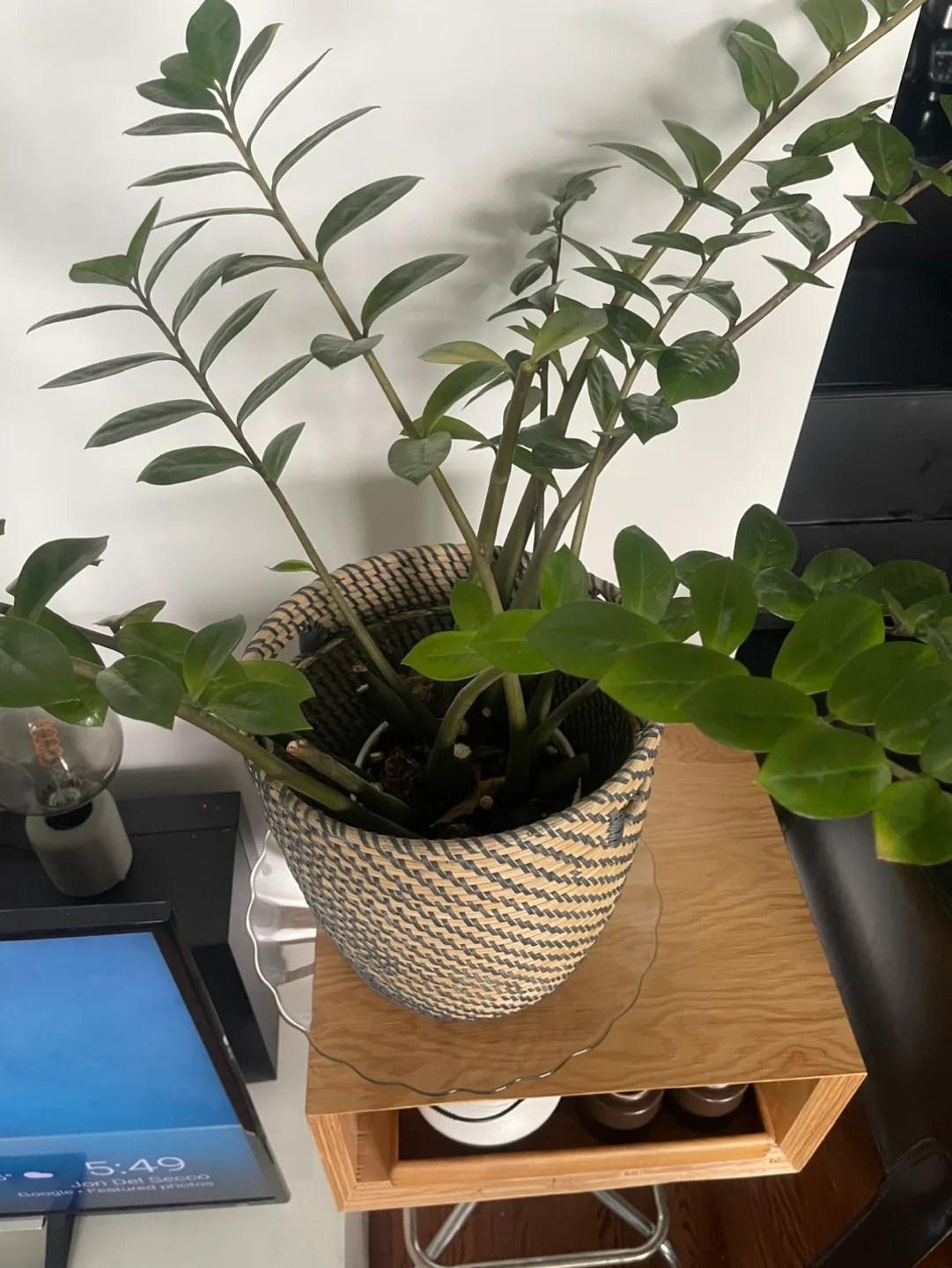 ZZ Plant in Woven Basket image indicator(2)