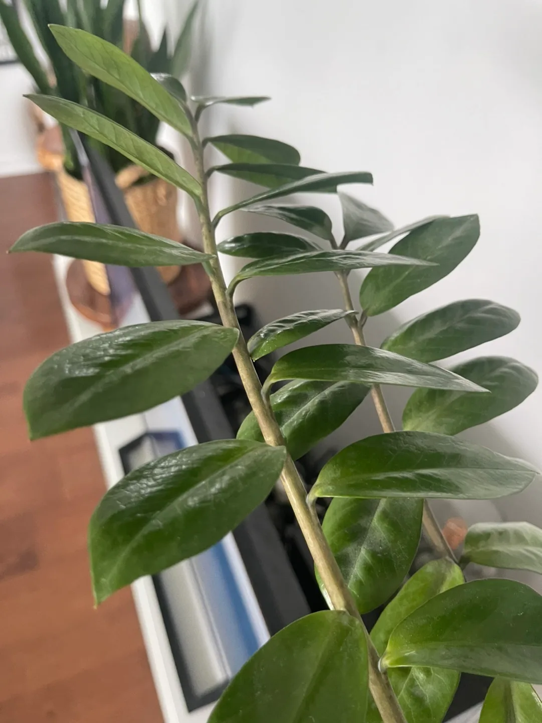 ZZ Plant in Woven Basket image indicator(3)