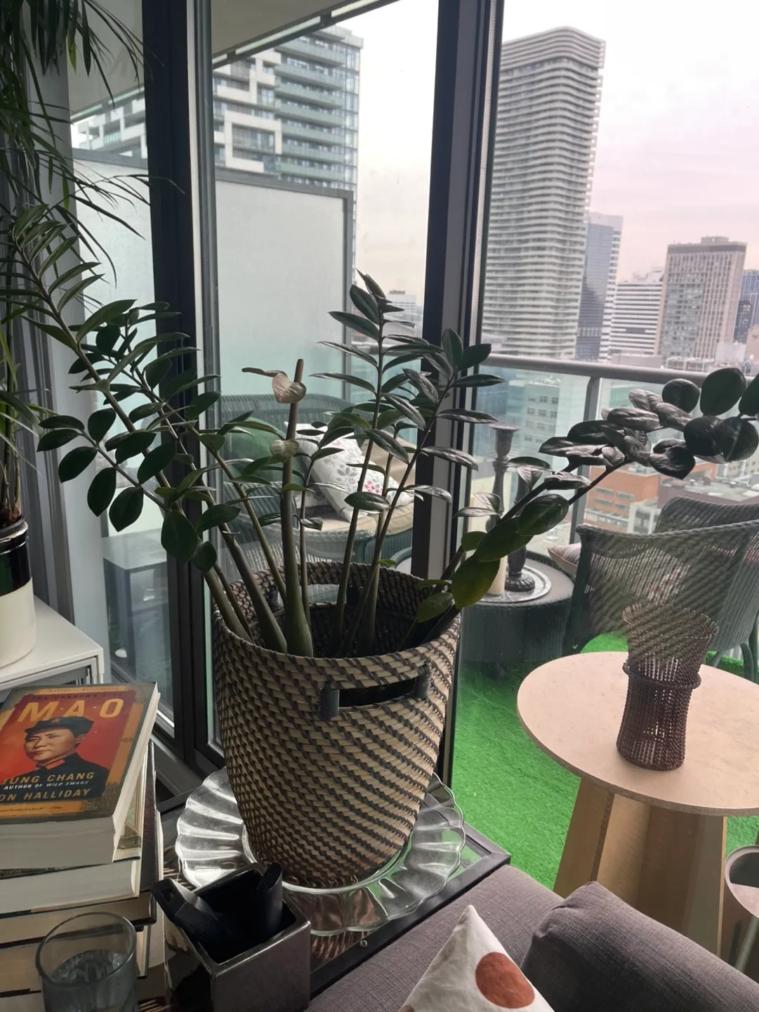 ZZ Plant in Woven Basket image indicator(5)