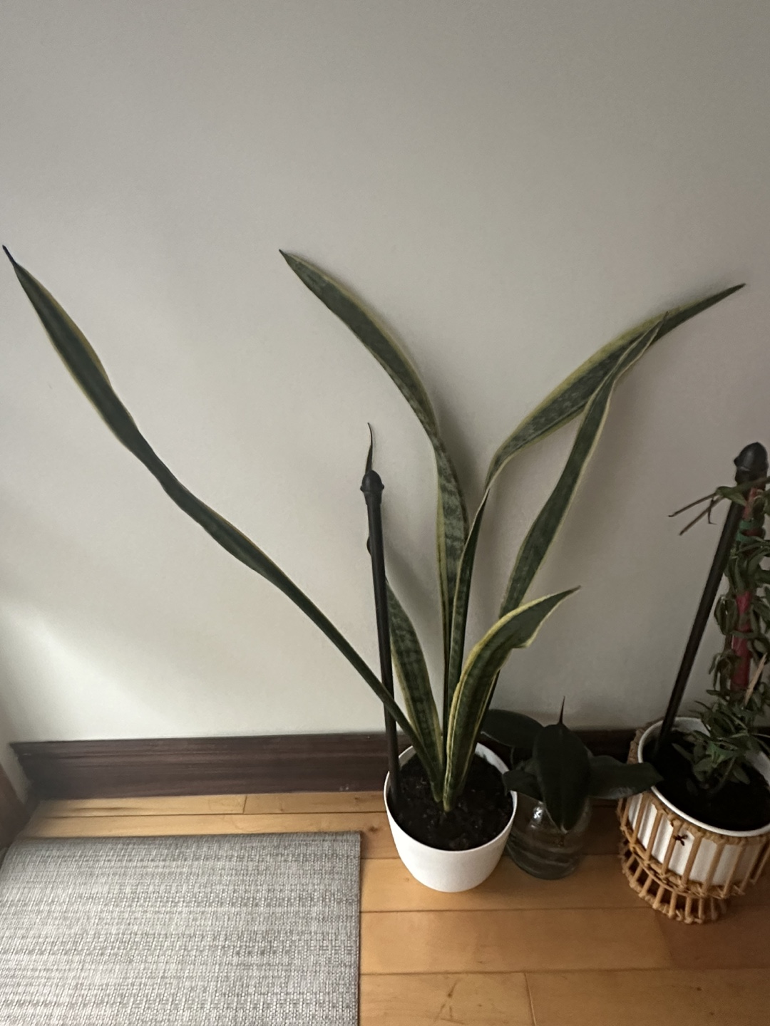 Large Snake Plant - photo 2